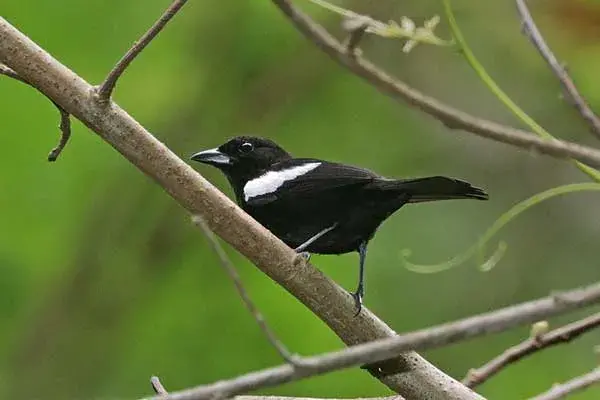 white shouldered tanager