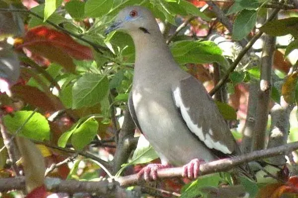 white winged dove