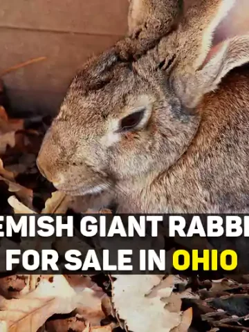 flemish giant rabbits for sale in ohio