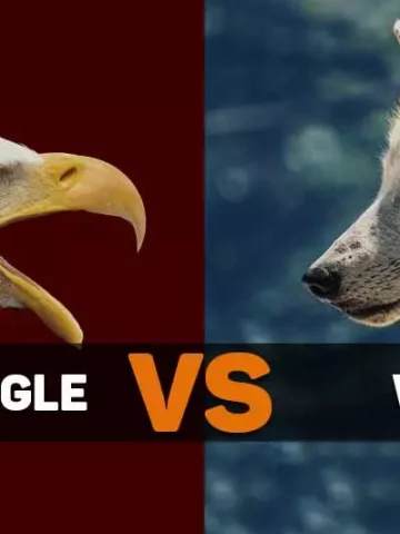 bald eagle vs wolf