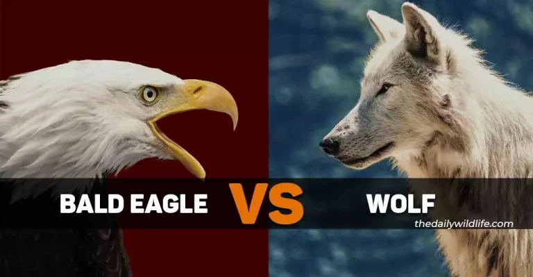 Bald Eagle Vs Wolf – Who Would Win In A Fight?