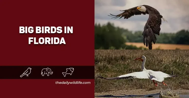 17 Big Birds In Florida (Size Comparison+Photos)