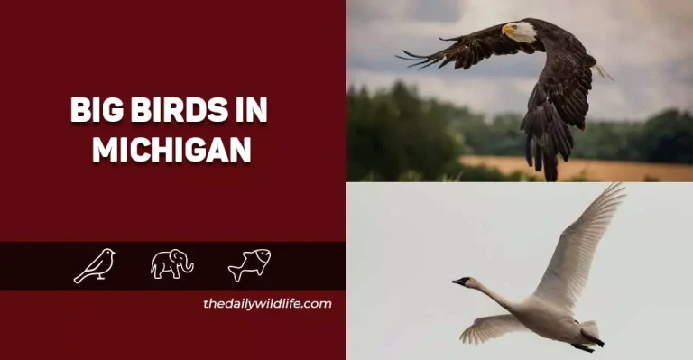 15 Largest Birds In Michigan (Photos + ID Info)