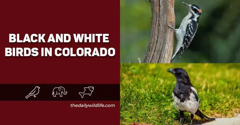 25 Black And White Birds In Colorado (Photos+Fun Facts)
