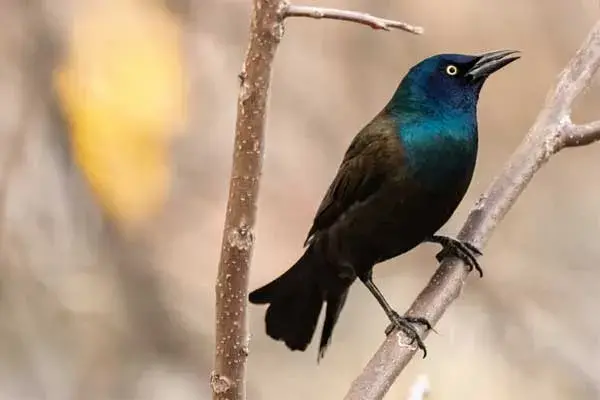common grackle on a tree
