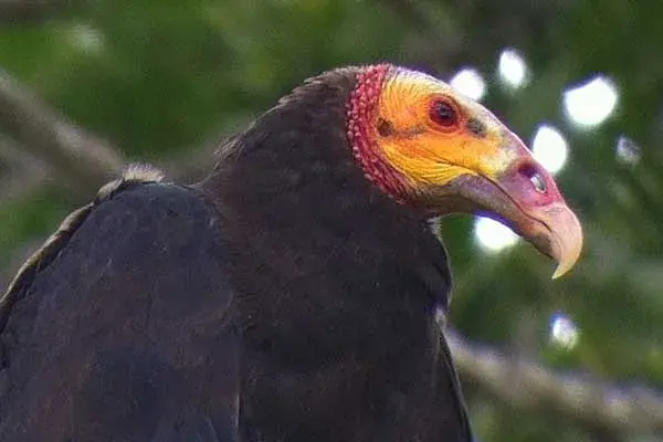 lesser yellow headed vulture