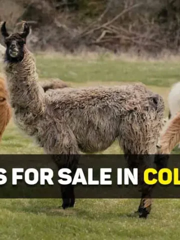 llamas for sale in colorado