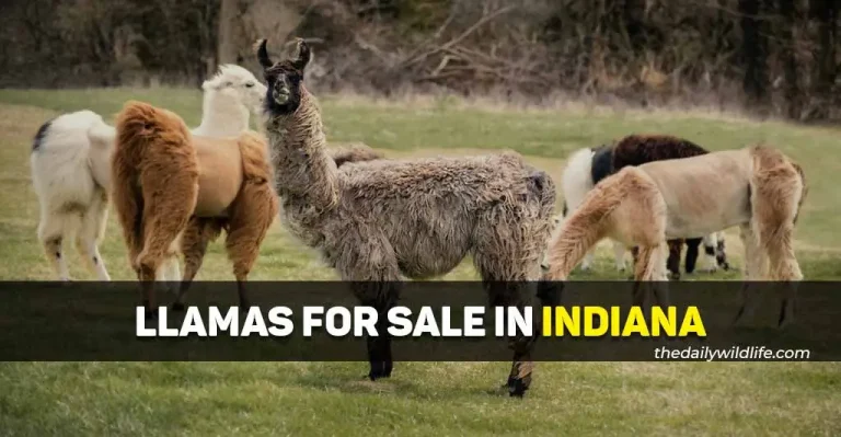 10 Best Places With Llamas For Sale In Indiana