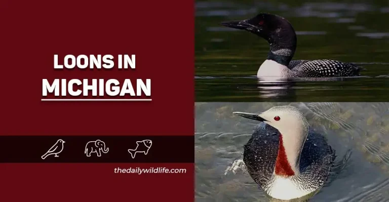 The Only 2 Loons In Michigan (Photos + ID Info)