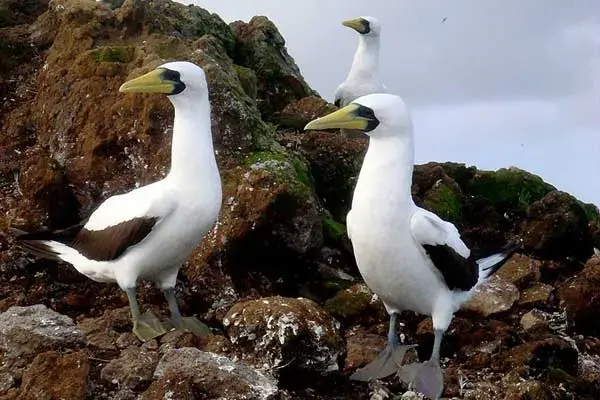 masked booby
