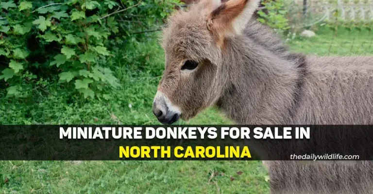 5 Best Places With Miniature Donkeys For Sale In NC