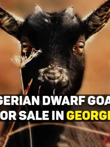 nigerian dwarf goats for sale in georgia