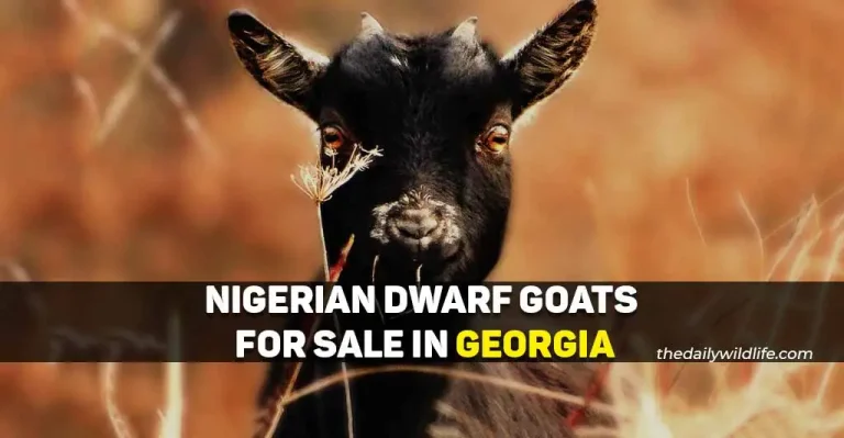 10 Places With Nigerian Dwarf Goats For Sale In Georgia