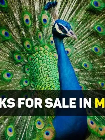 peacocks for sale in michigan