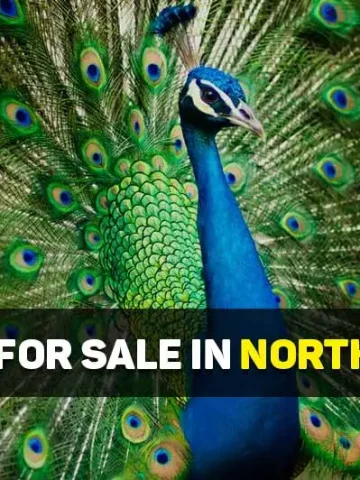 peacocks for sale in north carolina