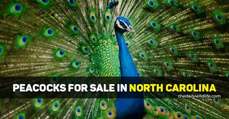 3 Best Places With Peacocks For Sale In North Carolina