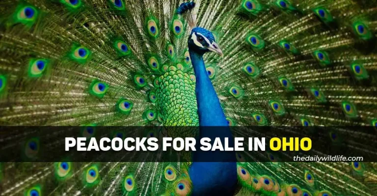 4 Great Places With Peacocks For Sale In Ohio