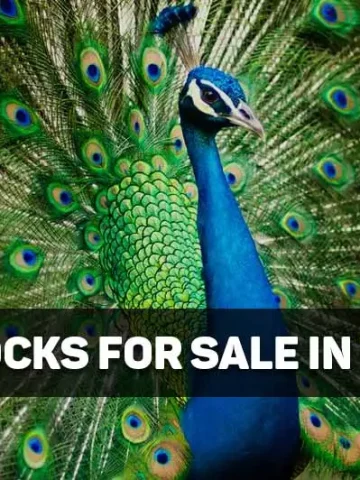 peacocks for sale in texas