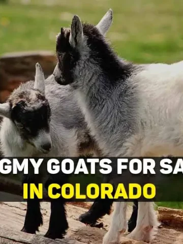 pygmy goats for sale in colorado