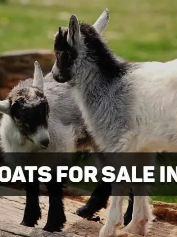 pygmy goats for sale in indiana