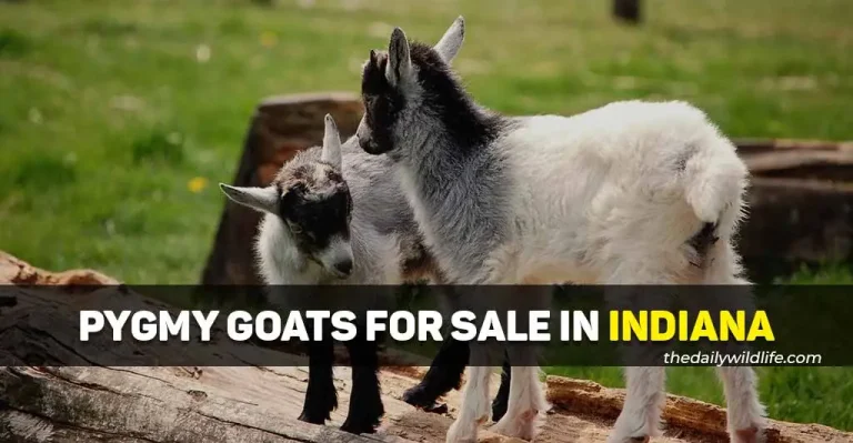 8 Best Places With Pygmy Goats For Sale In Indiana