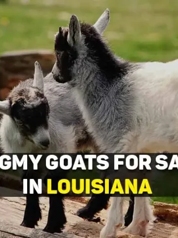 pygmy goats for sale in Louisiana