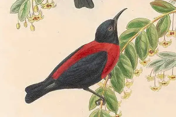 red-collared myzomela