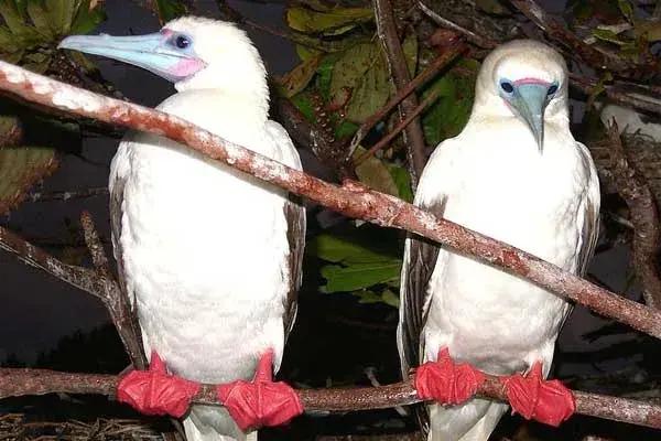 red footed boobies