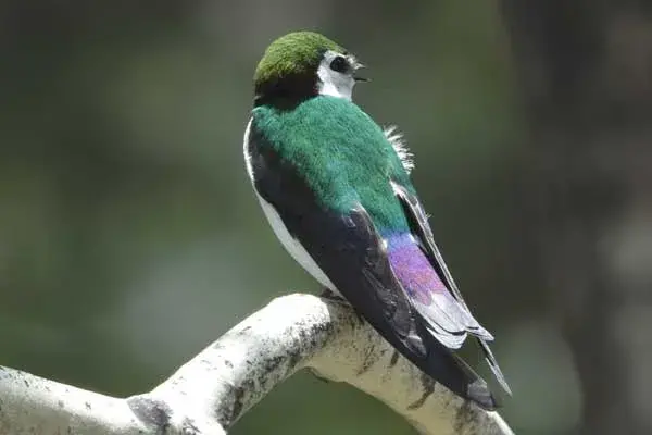 violet green swallow
