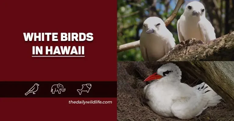 18+ White Birds In Hawaii (Photos + Fun Facts)