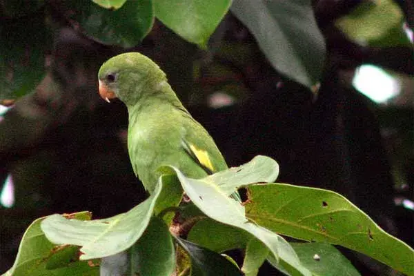 white-winged parakeet