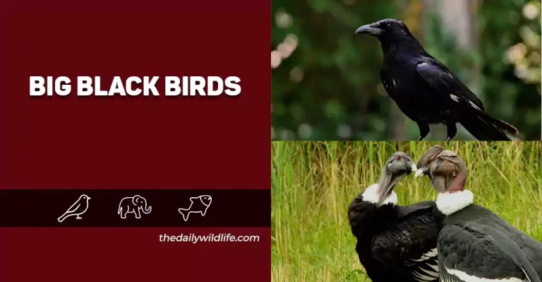 25 Brilliant Big Black Birds (Photos, Fun Facts, And Size Comparison!)