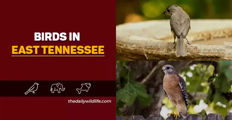 25 Breathtaking Birds Of East Tennessee (Photos And Fun Facts)