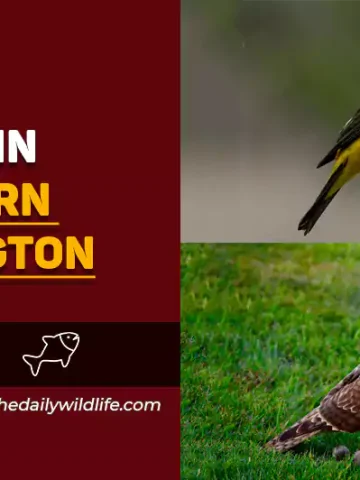 birds of western washington