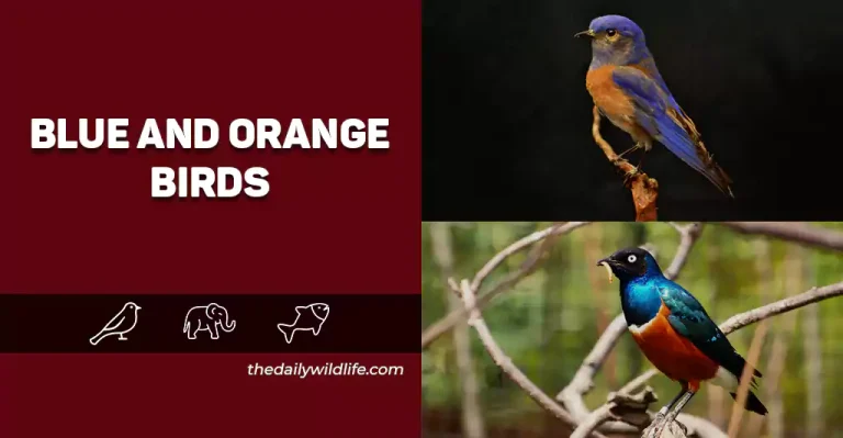 25 Gorgeous Blue And Orange Birds (Photos And Fun Facts)
