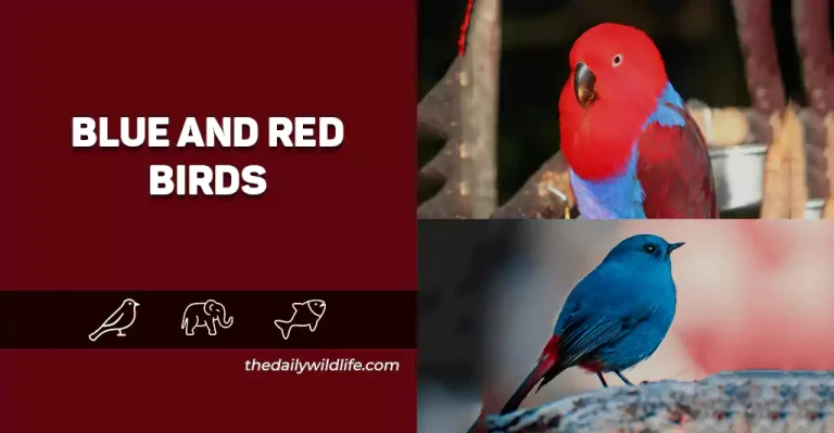 15 Lovely Blue And Red Birds (Photos, Fun Facts, And ID Info)