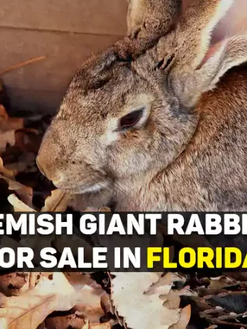 flemish giant rabbits for sale in florida