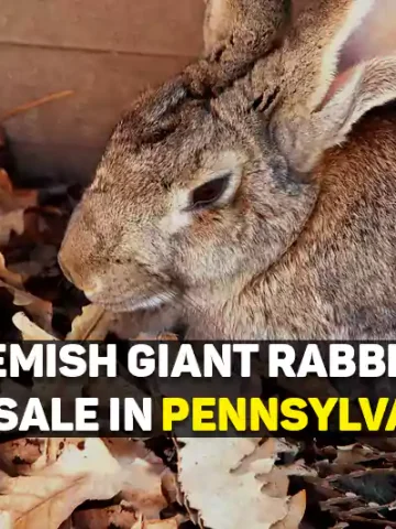 flemish giant rabbits for sale in pennsylvania (pa)
