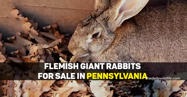 8 Places With Flemish Giant Rabbits For Sale In PA