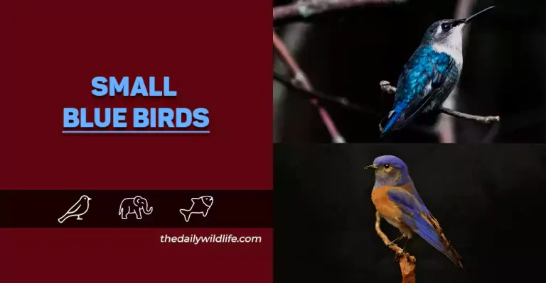 20 Small Blue Birds (Photos And Fun Facts)
