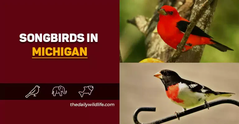 25 Melodic Songbirds In Michigan (Photos And Song ID!)
