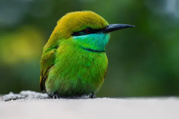 asian green bee-eater