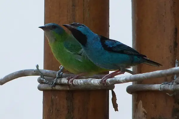 male and female blue dacnis