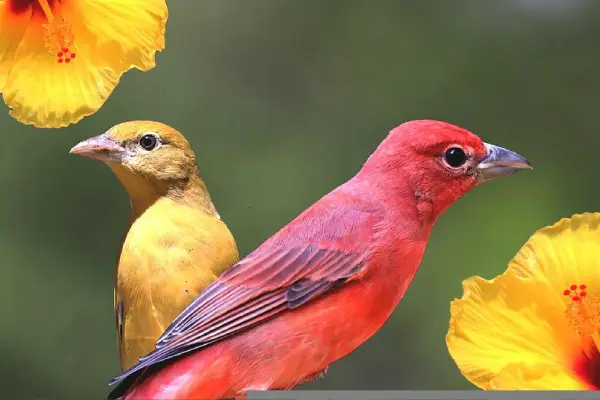 summer tanagers