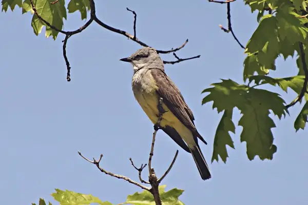 western kingbird