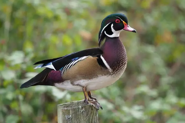 wood duck