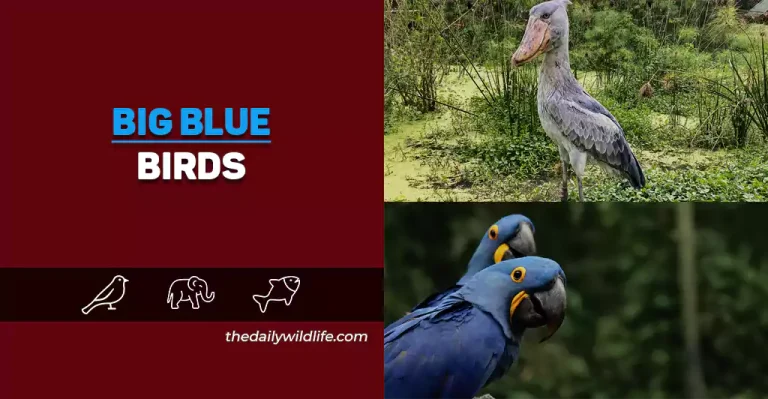 18 Biggest Blue Birds In The World (Photos And Size Comparison!)
