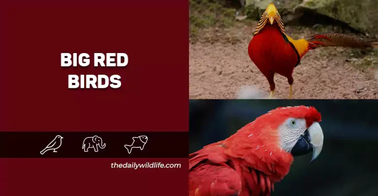Top 13 Big Red Birds (Photos, Facts, And Size Info!)
