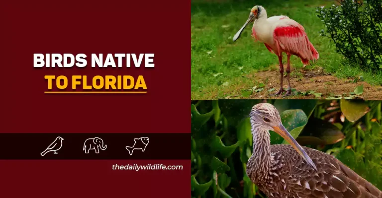25 Incredible Birds Native To Florida (Photos, Facts, And ID Info!)