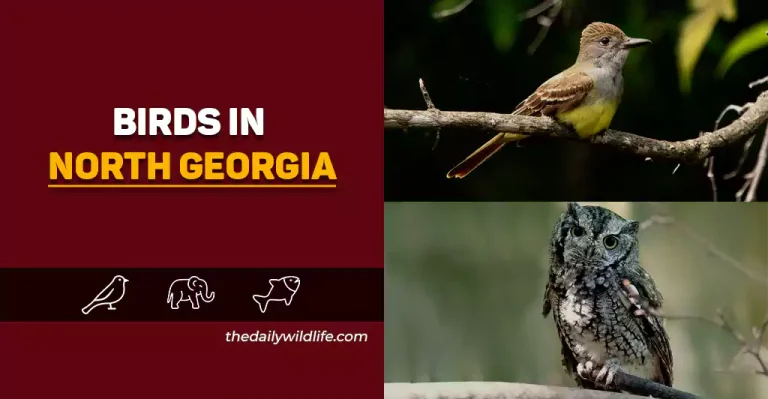 25 Common Birds Of North Georgia (Photos, Facts, and ID Info!)
